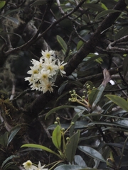 Drimys granadensis
