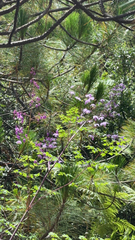(c) Sergei Maslov, some rights reserved (CC BY-SA) Thalictrum delavayi, photograph (c) Sergei Maslov, some rights reserved (CC BY-SA)