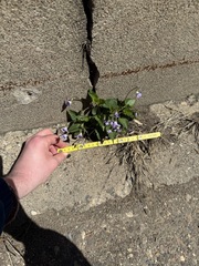 Viola missouriensis, photograph (c) Tanner Barnharst, some rights reserved (CC BY)
