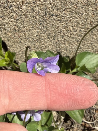 Viola missouriensis