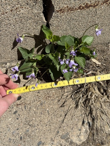 Viola missouriensis, photograph 4