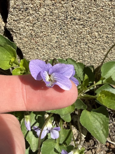 Viola missouriensis, photograph 2