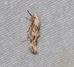 Mompha rufocristatella