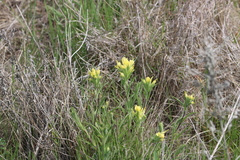 Castilleja citrina