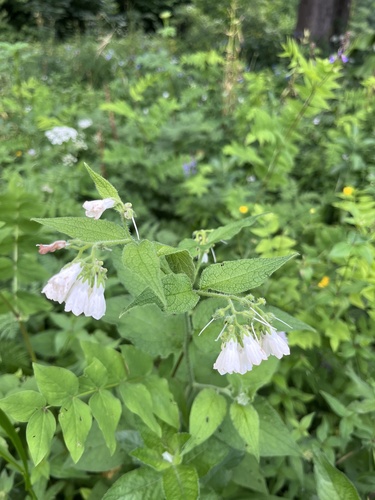 Symphytum grandiflorum, photograph 1