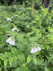 Symphytum grandiflorum
