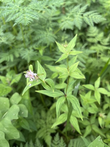 Asperula taurina, photograph 5