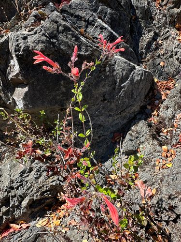 iNaturalist observation photo of redwood keckiella