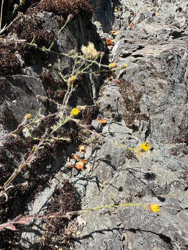 iNaturalist observation photo of Sunflowers, Daisies, Asters, and Allies