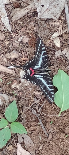 Dark Kite-Swallowtail (Eurytides philolaus)