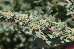 Atriplex amnicola