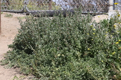 Atriplex amnicola