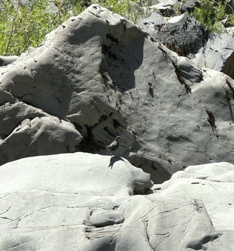 iNaturalist observation photo of American Dipper