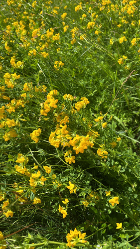 bird's-foot trefoil