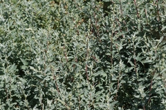 Atriplex amnicola