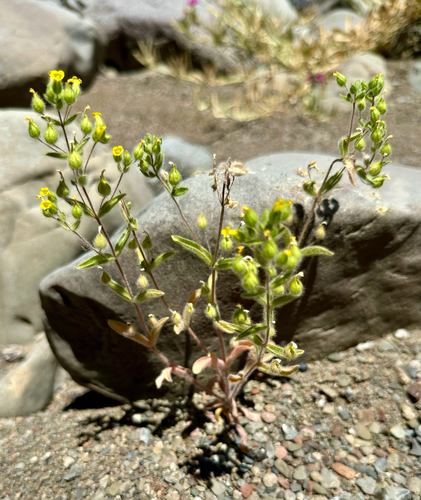 iNaturalist observation photo of False Monkeyflower
