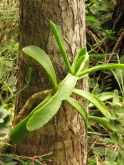 Cotyledon orbiculata oblonga
