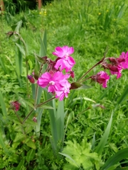 Silene dioica