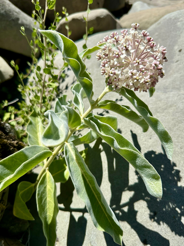 iNaturalist observation photo of woollypod milkweed