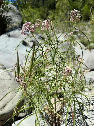 iNaturalist observation photo of narrowleaf milkweed
