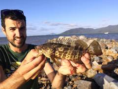 Epinephelus coioides