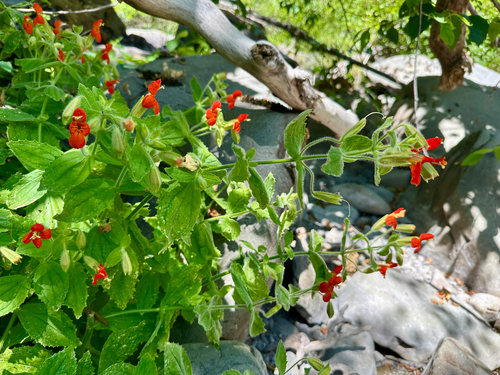 iNaturalist observation photo of scarlet monkeyflower