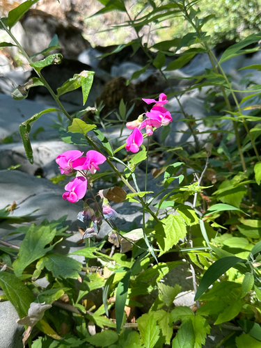 iNaturalist observation photo of broad-leaved sweet pea