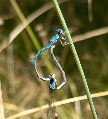 iNaturalist observation photo of Narrow-winged Damselflies