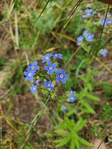 Hackelia velutina observed 2026-07-12