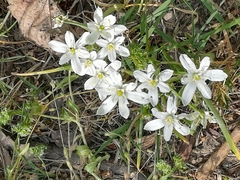 Ornithogalum orthophyllum