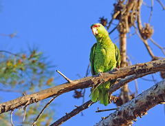 Amazona finschi × viridigenalis