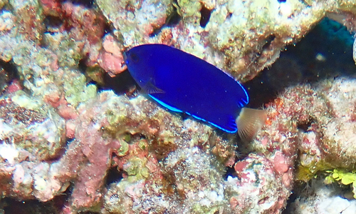 Centropyge fisheri observed 2026-06-30