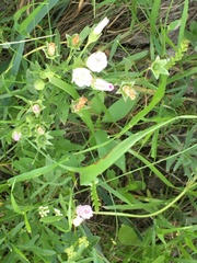 Callirhoe alcaeoides