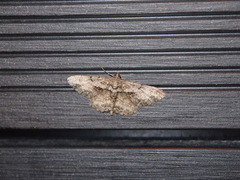 Psilalcis galsworthyi