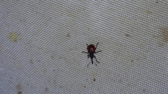 Tatianaerhynchites aequatus