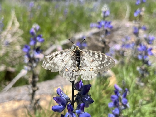 iNaturalist observation photo of Clodius Parnassian