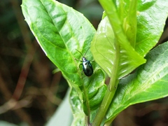 Arthrotus abdominalis