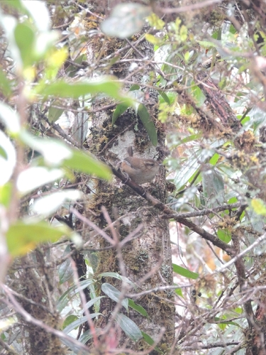 Timberline Wren (Thryorchilus browni), photo 9