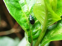 Arthrotus abdominalis