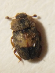 Omosita discoidea