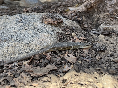 iNaturalist observation photo of Sierra Alligator Lizard