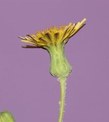 Sonchus oleraceus