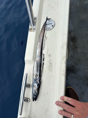 Black scabbardfish (Lepidopus fitchi) — Trichiuridae — 3