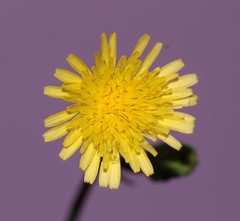 Sonchus oleraceus