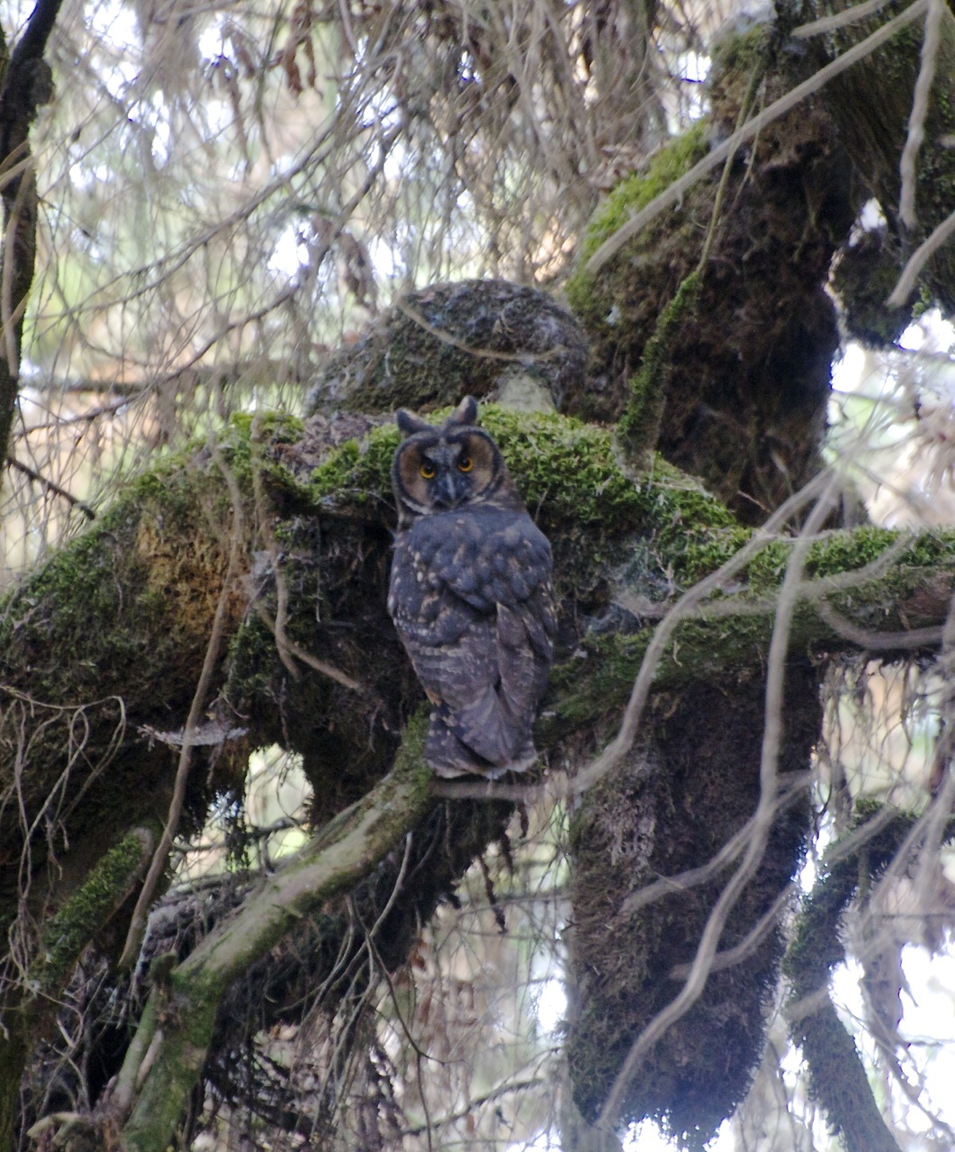 Abyssinian Owl illustration