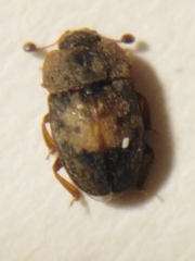 Omosita discoidea