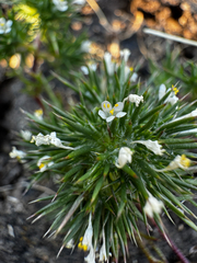 (c) Parker James Lloyd, some rights reserved (CC BY) Navarretia intertexta, photograph (c) Parker James Lloyd, some rights reserved (CC BY)