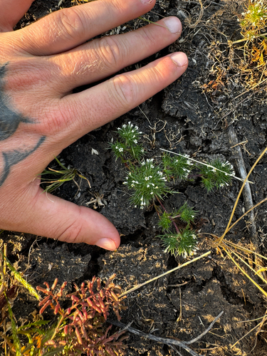Navarretia intertexta, photograph 5