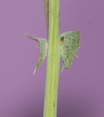 Sonchus oleraceus
