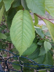 Magnoliopsida